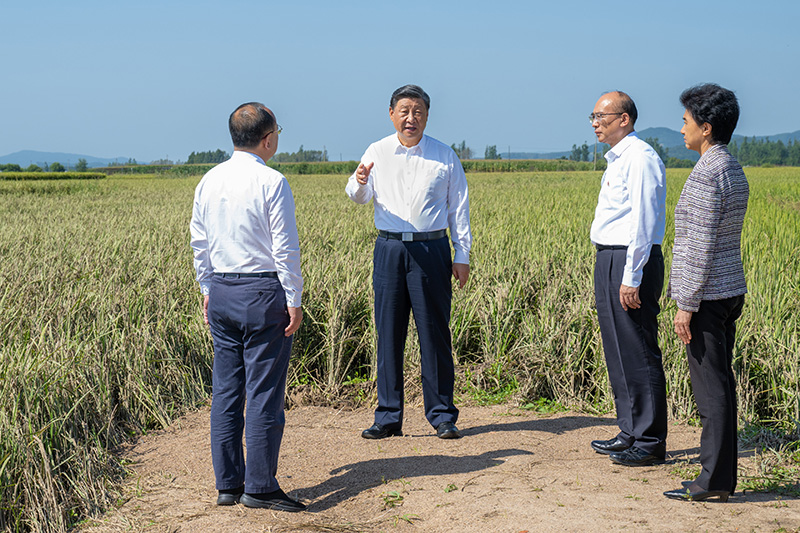 9月6日至8日，中共中央總書記、國家主席、中央軍委主席習近平在黑龍江考察。這是7日上午，習近平在遭受洪澇災害的哈爾濱尚志市老街基鄉(xiāng)龍王廟村，察看水稻受災情況。